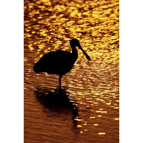 FL, Vierra Wetlands Roseate spoonbill silhouette